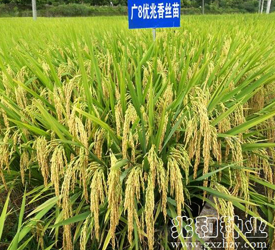 �V8��(y��u)����z��-ˮ���N��-�׺ͷN�I(y��)