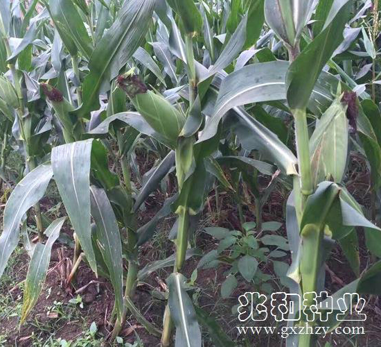 ���S505-���׷N��-�׺ͷN�I(y��)