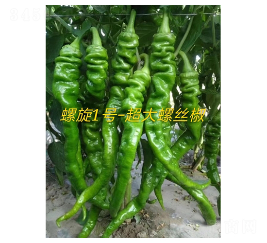 ����1̖-�ݽz���N��-���@�N�I(y��)