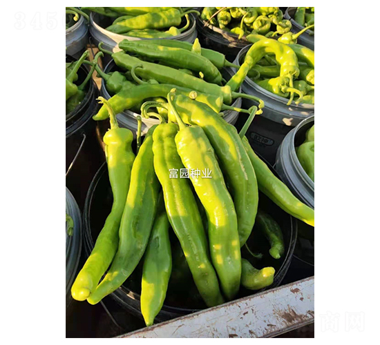 �����⽷-�����N��-���@�N�I(y��)