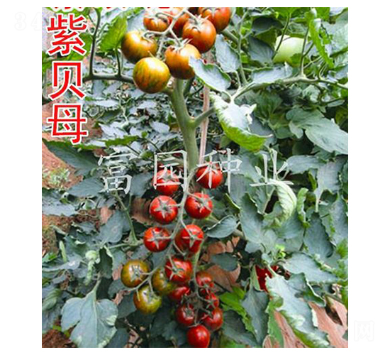 ��ĸؐ-���ҷ��ѷN��-���@�N�I(y��)