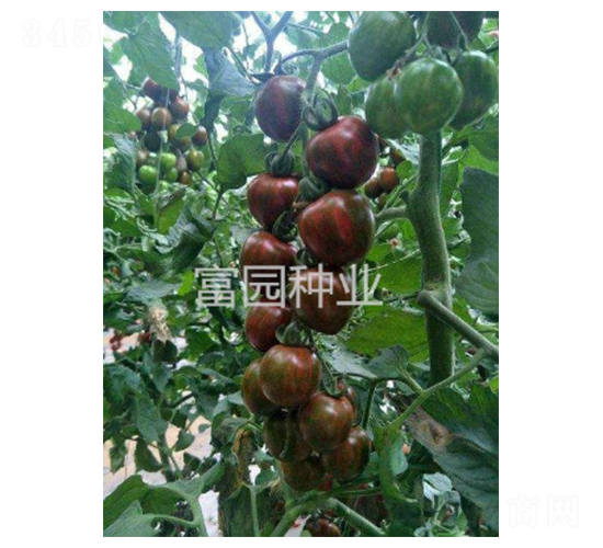 �϶���-���ҷ��ѷN��-���@�N�I(y��)