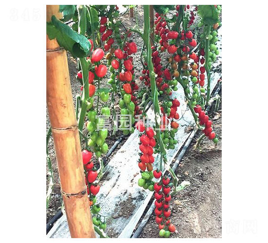 ���@4̖(h��o)-С���ѷN��-���@�N�I(y��)