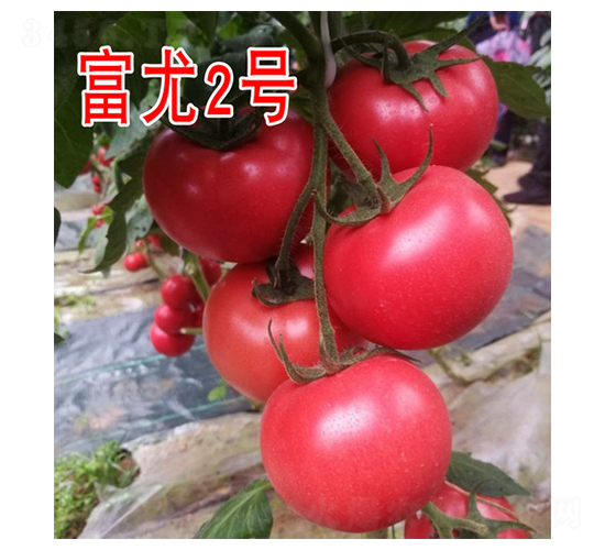 ����2̖-���ѷN��-���@�N�I(y��)