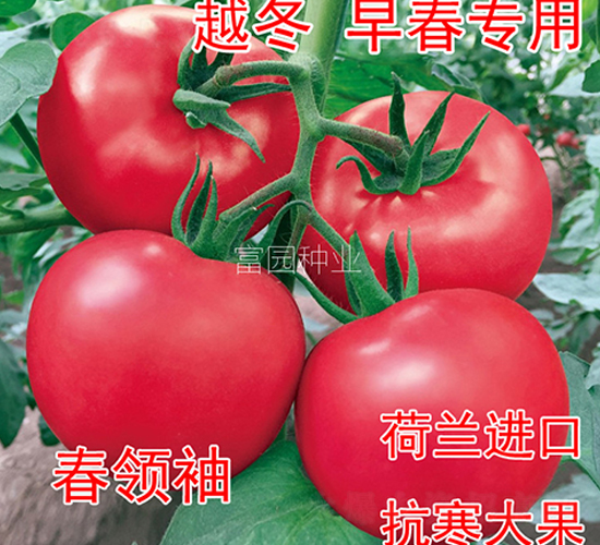 ���I(l��ng)��-���ѷN��-���@�N�I(y��)