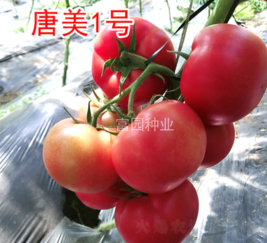 ����1̖-���ѷN��-���@�N�I(y��)