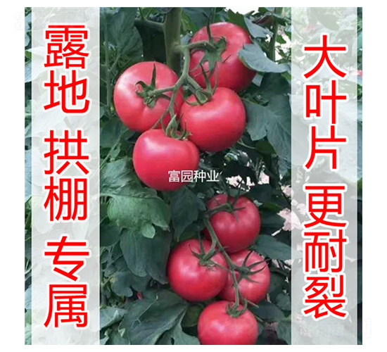 ���R�d-���ѷN��-���@�N�I(y��)