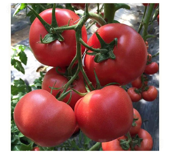 �ی�܊-���ѷN��-���@�N�I(y��)