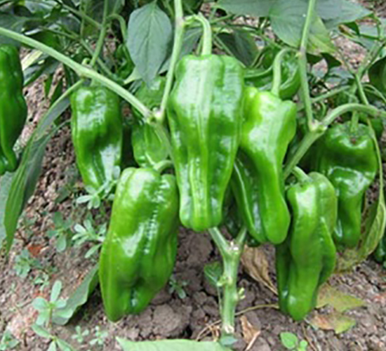 ͨ��2̖(h��o)-�����N��-�L(zh��ng)���N��