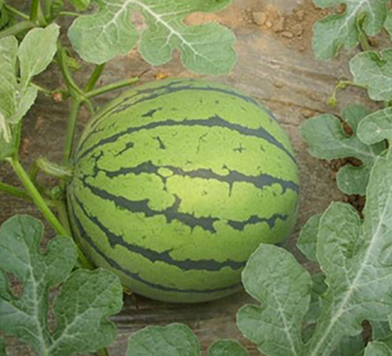 �L��һ̖(h��o)-���ϷN��-�L���N��