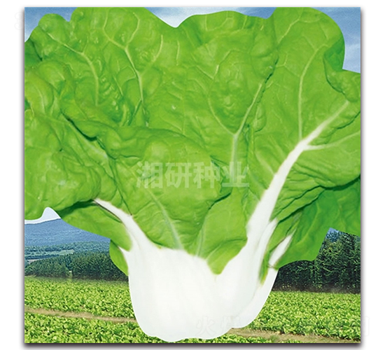 �����̖(h��o)-�ײ˷N��-���зN�I(y��)