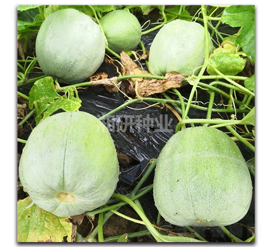 ���𲩴�-��ϷN��-���зN�I(y��)