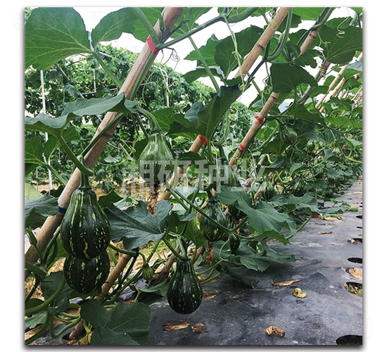 ��������-�ϹϷN��-���зN�I(y��)