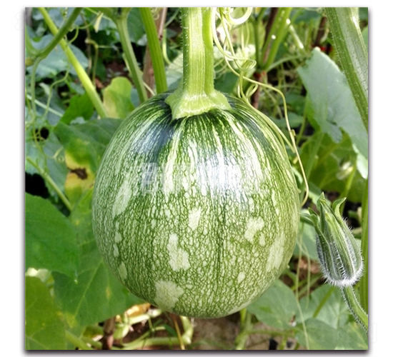 ��������-�ϹϷN��-���зN�I(y��)