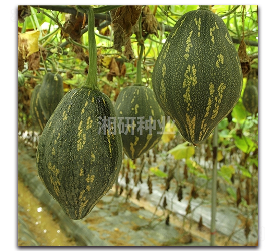 ���������Ϲ�-�ϹϷN��-���зN�I(y��)