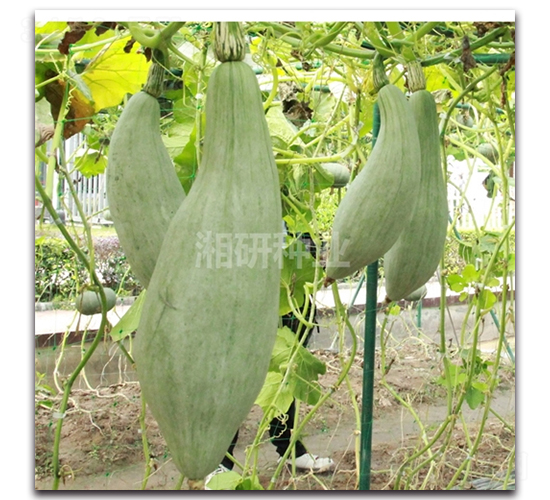 ���-�ϹϷN��-���зN�I(y��)