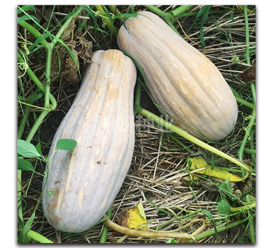 �����䃞(y��u)�۱��Ϲ�-�ϹϷN��-���зN�I(y��)