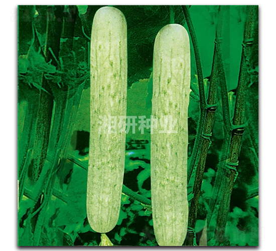 ��@һ̖(h��o)-�S�ϷN��-���зN�I(y��)