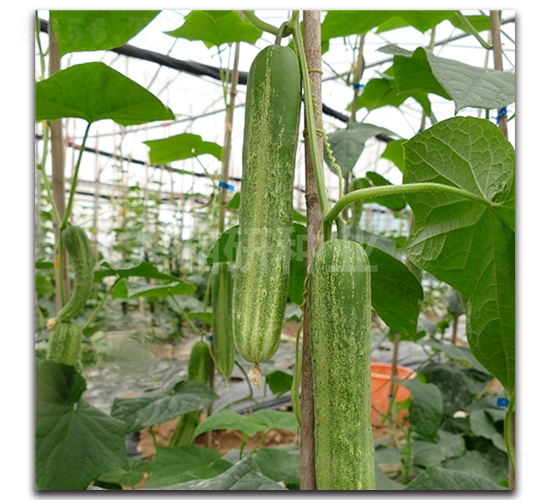 ������̖-�S�ϷN��-���зN�I(y��)