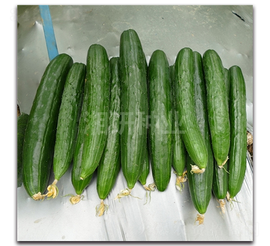 С���Lζ�S��-�S�ϷN��-���зN�I(y��)