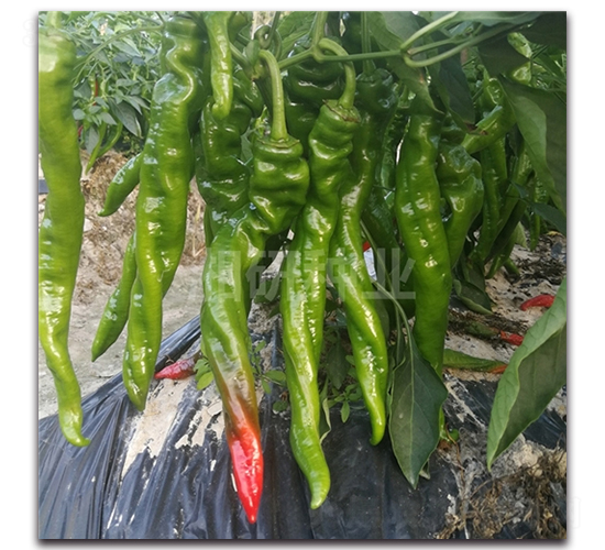 ����-�ݽz���N��-���зN�I(y��)