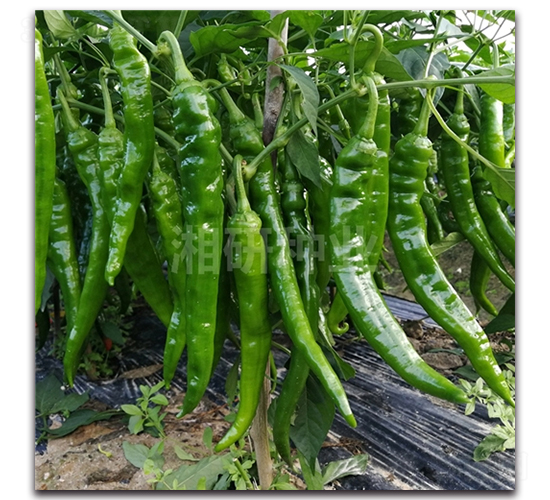 ܛƤ����-�ݽz���N��-���зN�I(y��)