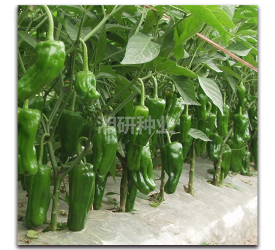 ���99-�ݽ��N��-���зN�I(y��)