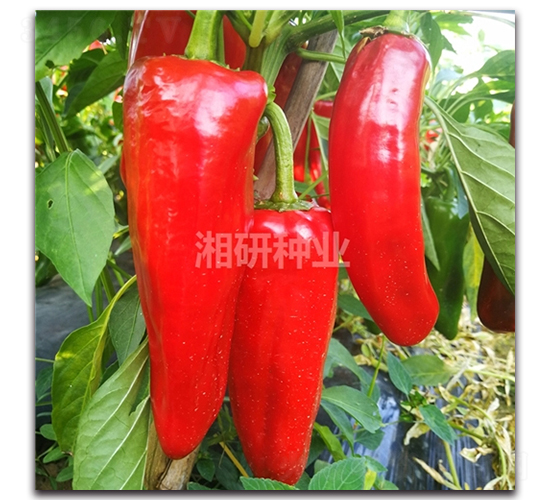 ����-�ݽ��N��-���зN�I(y��)