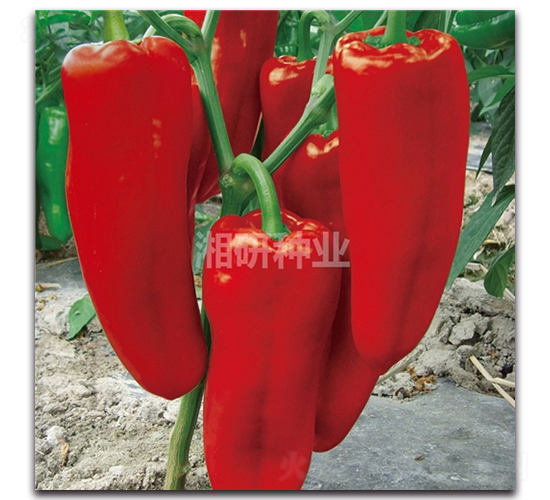 �t��-�ݽ��N��-���зN�I(y��)