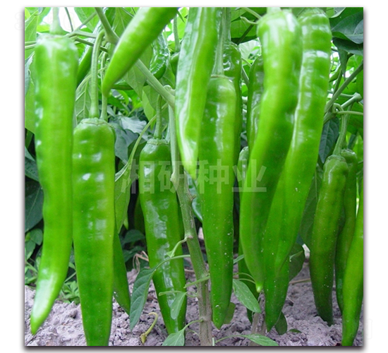 �S��21-ţ�ǽ��N��-���зN�I(y��)