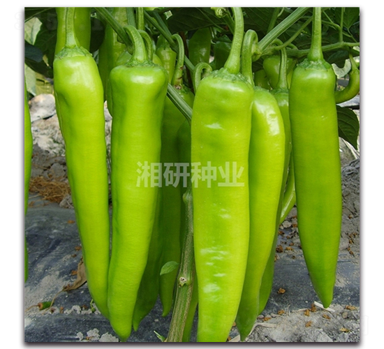 ����-ţ�ǽ��N��-���зN�I(y��)