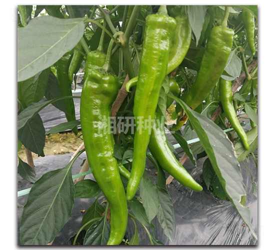 ���S72-ţ�ǽ��N��-���зN�I(y��)