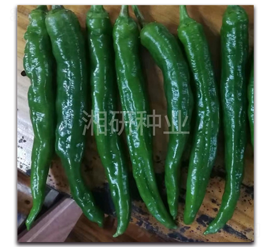 ܛƤ2307-ţ�ǽ��N��-���зN�I(y��)