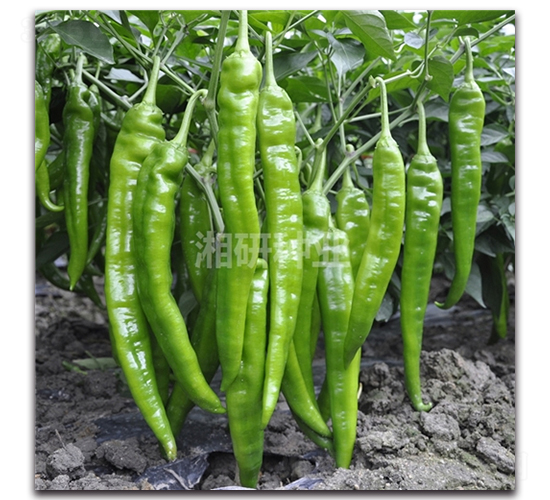 ����-ţ�ǽ��N��-���зN�I(y��)