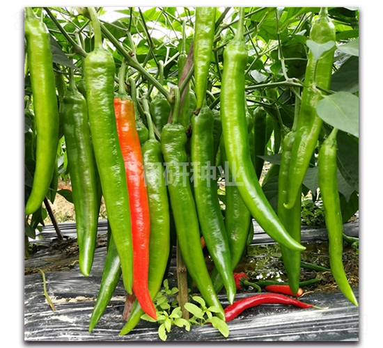 ����6A-ţ�ǽ��N��-���зN�I(y��)