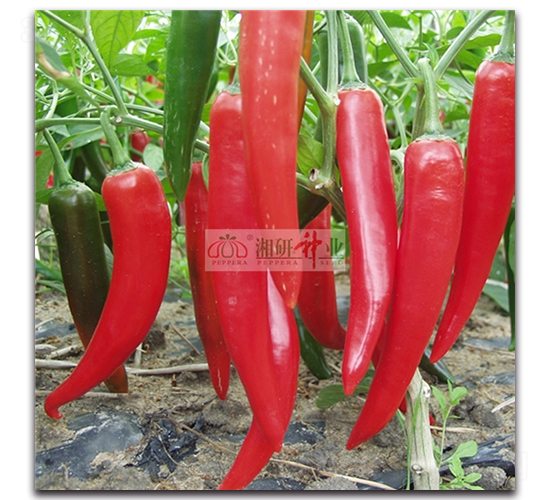 158-ţ�ǽ��N��-���зN�I(y��)