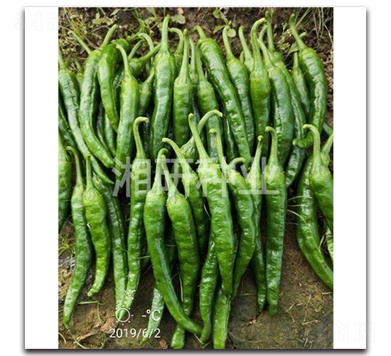 ������-ţ�ǽ��N��-���зN�I(y��)