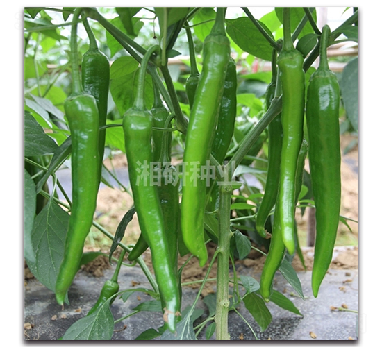 ����ʮ��̖-ţ�ǽ��N��-���зN�I(y��)