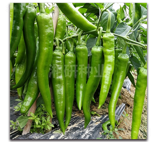 �S��81-ţ�ǽ��N��-���зN�I(y��)