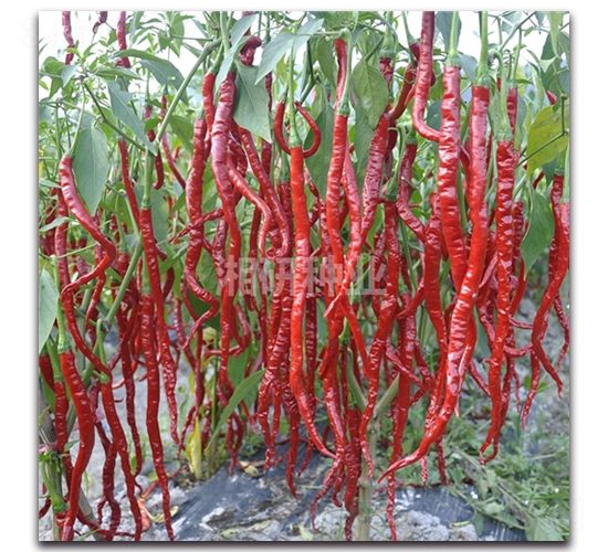 ����-�����N��-���зN�I(y��)