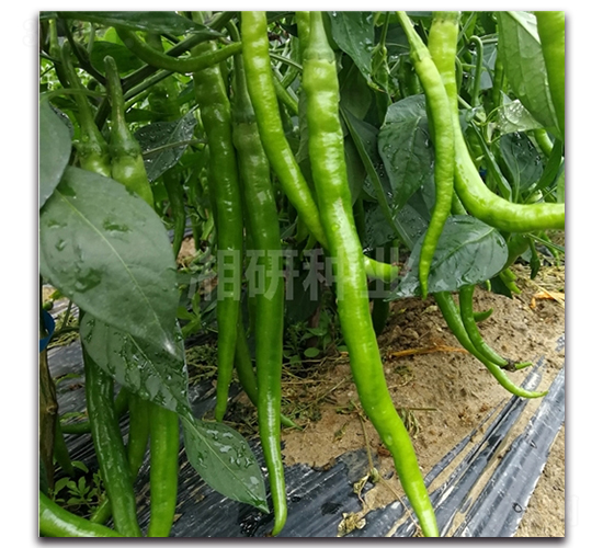 ����-�����N��-���зN�I(y��)