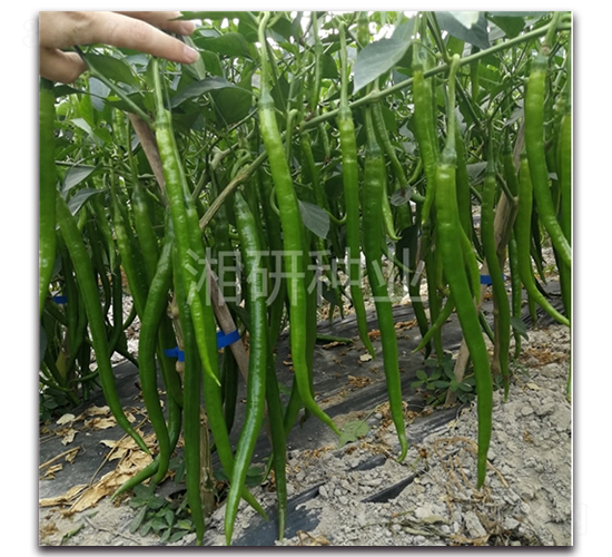 ����3406-�����N��-���зN�I(y��)