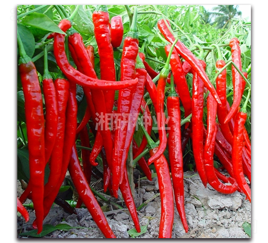 ������̖-�����N��-���зN�I(y��)