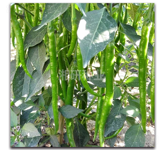 ��ʥ-�����N��-���зN�I(y��)