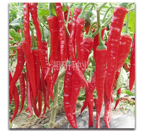 ������̖-�����N��-���зN�I(y��)