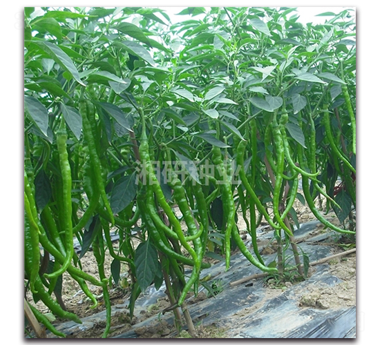 ������̖-�����N��-���зN�I(y��)