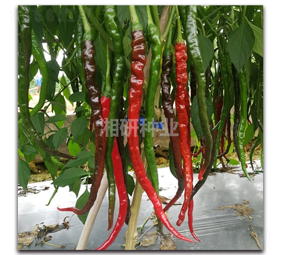 ���P-�����N��-���зN�I(y��)