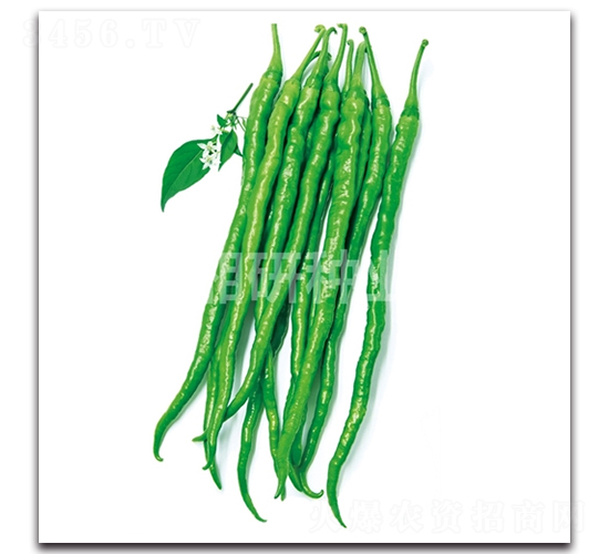 �L�d-�����N��-���зN�I(y��)