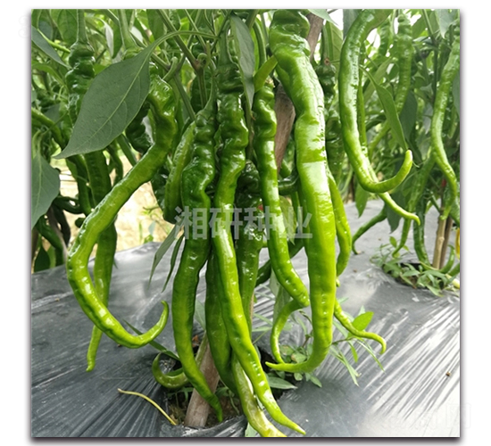 ����2020-�����N��-���зN�I(y��)