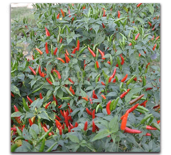 ����706-���콷�N��-���зN�I(y��)